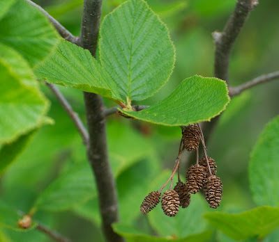 Downy Alder (Alnus viridis)