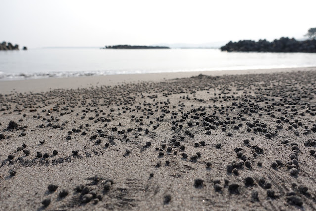 鳥取県の日吉津の砂浜のスナガニの巣穴