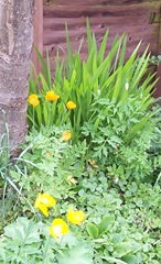 Celtic poppy