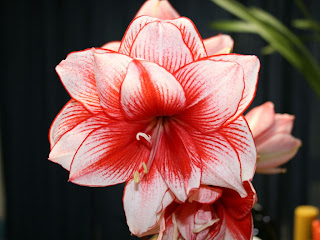 red & white maryllis