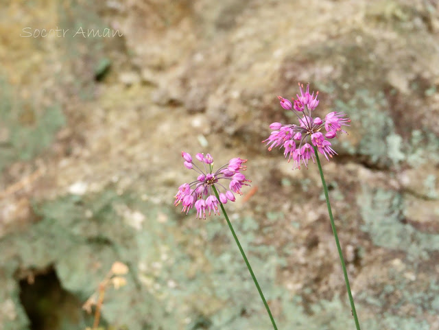 Allium thunbergii