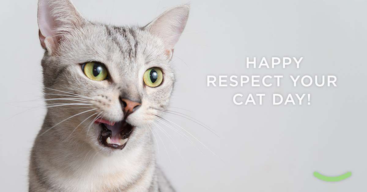 Respect Your Cat Day Wishes Beautiful Image