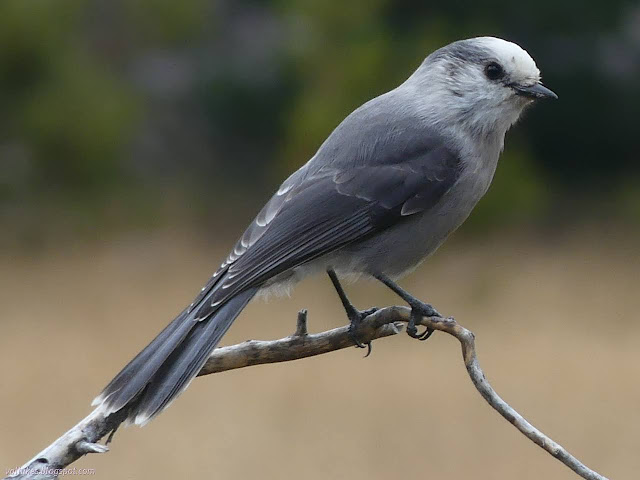 047: grey jay bird