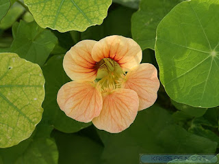 Grande Capucine - Tropaeolum majus