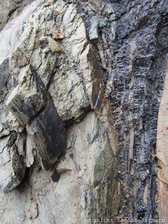 Calamites beside multiple layers of coal in Rockport