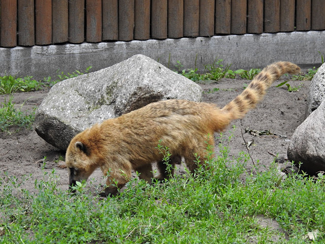 Ostronos jest zwierzęciem drapieżnym i mieszka w nowotomyskim zoo. 