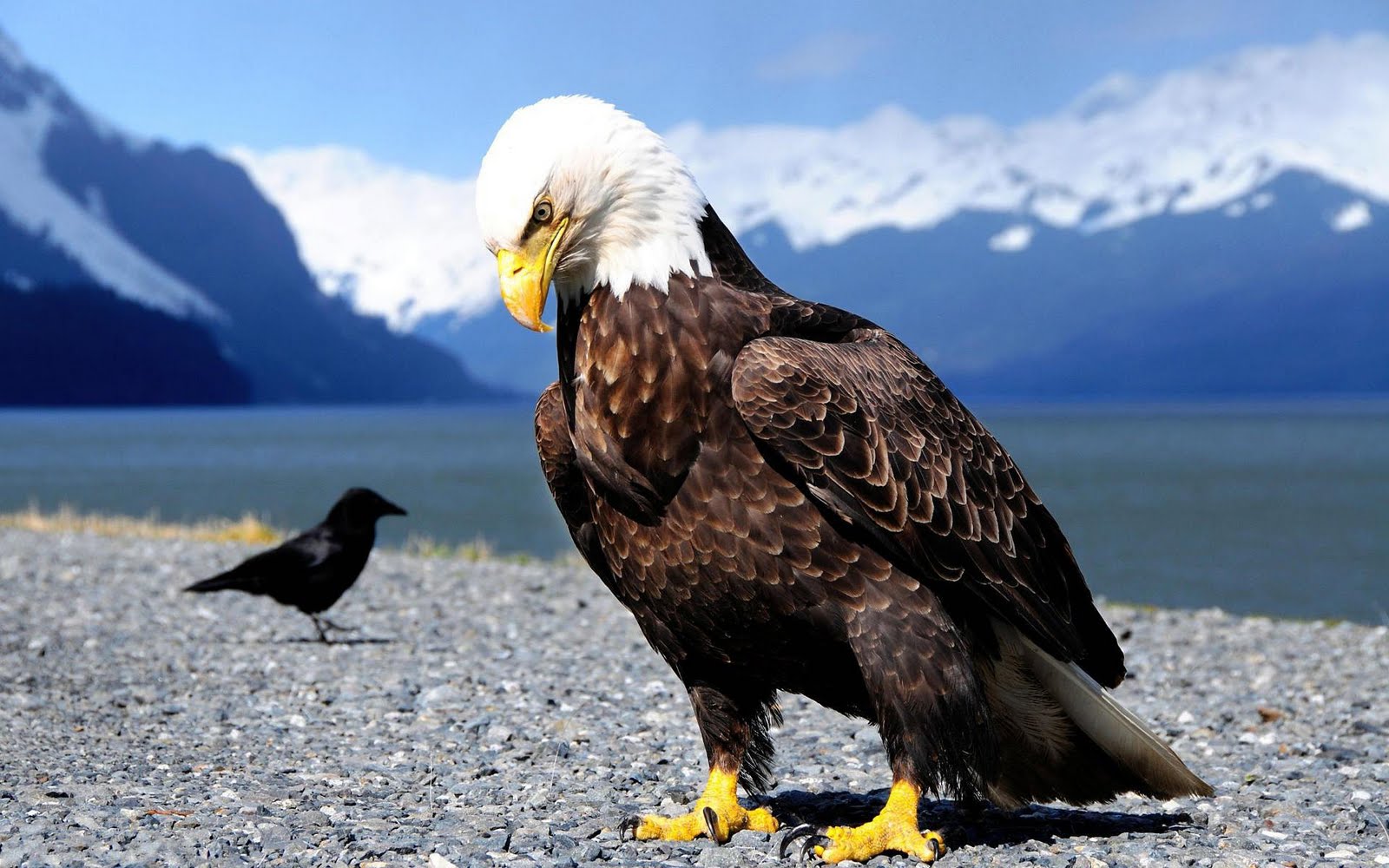 Fabulous And Amazing Eagle  Wallpapers  in HD  For More 