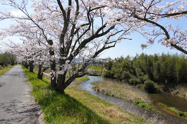 法勝寺川桜並木道　ソメイヨシノ桜