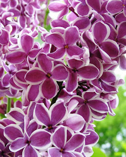 Syringa vulgaris 'Sensation'