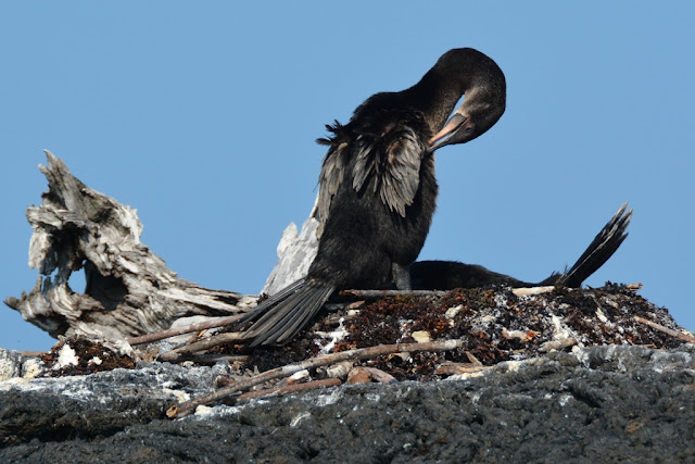 Cormorants nesting Galapagos