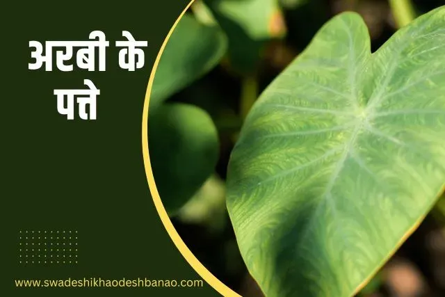 arbi ke patte  colocasia leaves in hindi