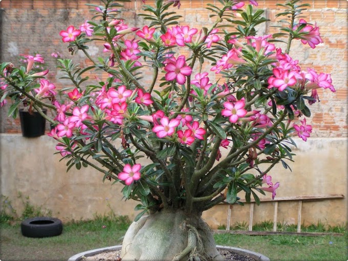  Yellow Leaves on a Desert Rose How to Care  (Adenium obesum)