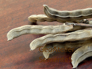 Vagens secas de mucuna-preta (Stizolobium aterrimum)