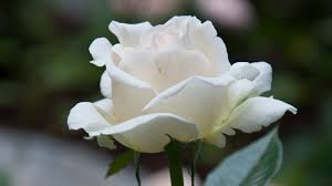 ৫০+ সাদা গোলাপ ফুলের ছবি ডাউনলোড | White Rose Flower Picture Download ৫০+ সাদা গোলাপ ফুলের ছবি ডাউনলোড | White Rose Flower Picture Download