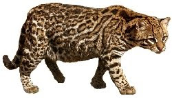 Jaguatirica (Leopardus pardalis)