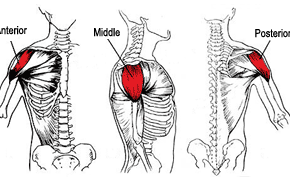 Anatomy of deltoid muscles