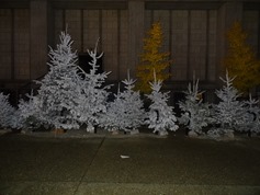 2015.12.11-012 sapins