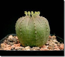 female flower -Euphorbia_obesa