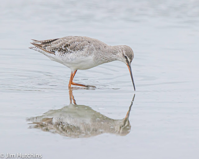 Spotted Redshank