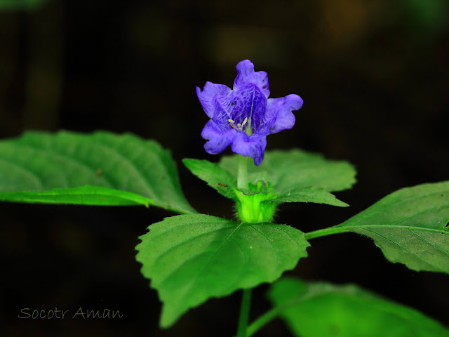 Strobilanthes oligantha