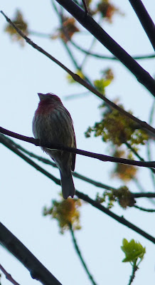 house finch