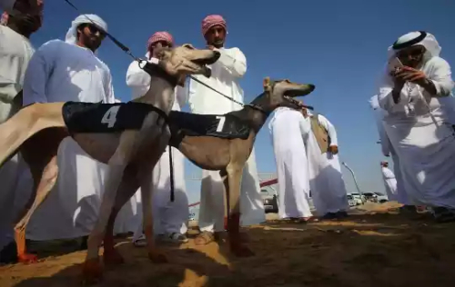 Dunia hawa: Balap Anjing, Trend Baru Generasi Muda Arab