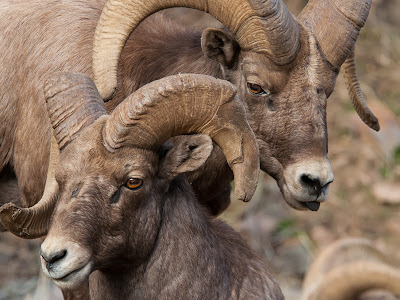 Waterton Canyon Bighorn Sheep