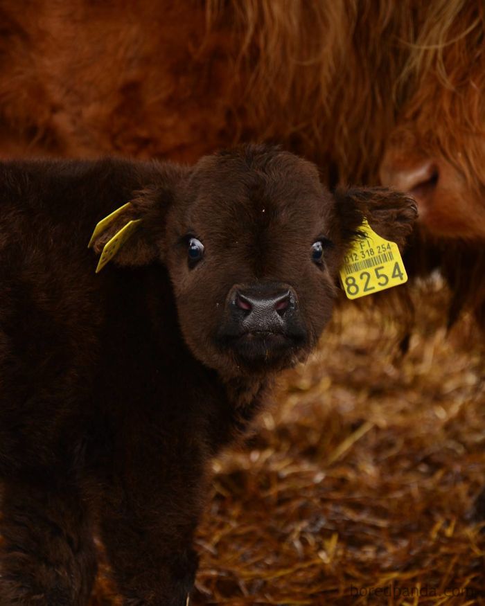 22 Adorable Highland Calves That Made Us Smile Today