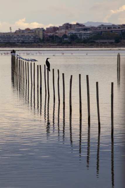 Parco naturale Molentargius-Saline-Cagliari-Cormorani