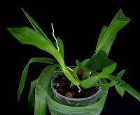 storczyk oncidium