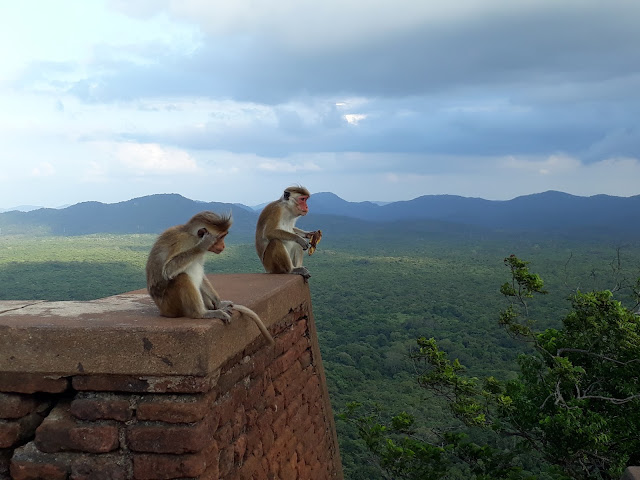 voyage au sri lanka en famille