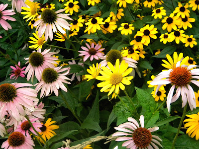 Echinacea coneflowers