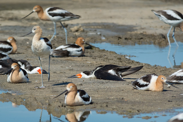 Black Skimmers and American Avocets, Rollover Pass