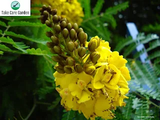 Sibipiruna (Caesalpinia peltophoroides): um guia para cultivo e cuidados