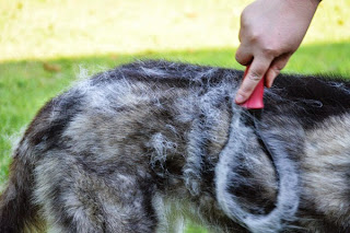 Cepillar frecuentemente es un alternativa saludable al rapado de perros