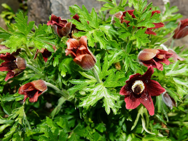 Pulsatilla cernua