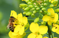 Bee Keeping india4