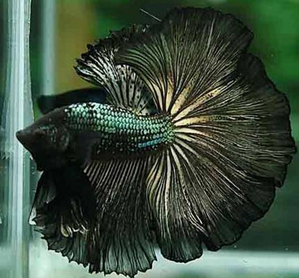 Foto ikan Halfmoon Gold berwarna cerah dan berkepala besar dengan sirip panjang dan lebar.