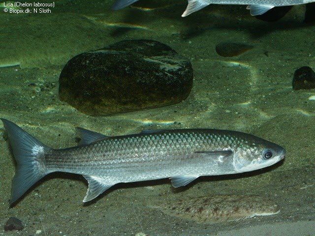 Como Pescar Lisas Pesca Sin Carnada Youtube Como Pescar Lisas Pesca Sin Carnada Youtube