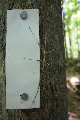 Bruce Trail stick insect on path blaze.