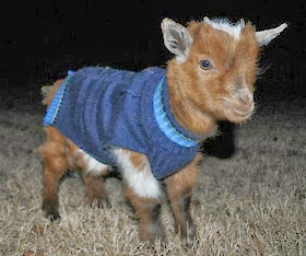 Funny animals of the week - 7 February 2014 (40 pics), baby goat wears sweater