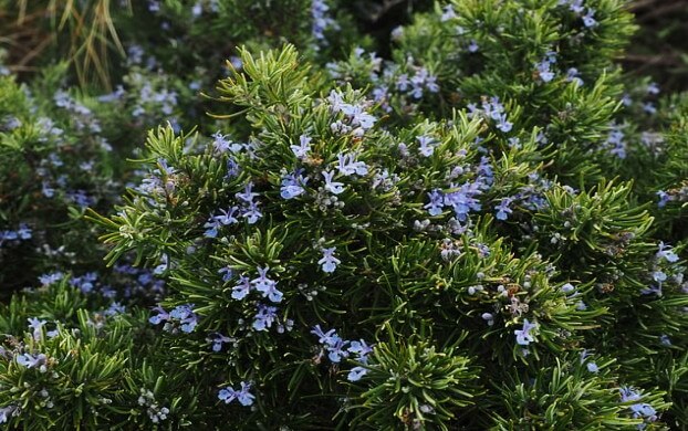 Rosemary