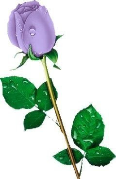 single purple rose