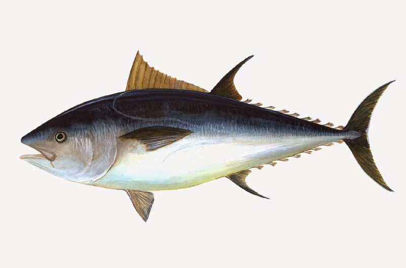 Gambar Ikan Laut Tuna