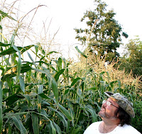 Jonathan Eller looking at his incredibly tall corn