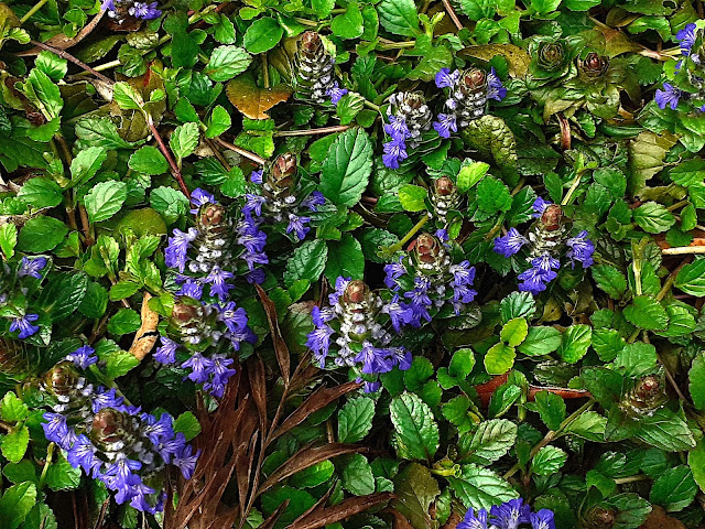 Blue flowers of Bugleweed (ajuga reptans)