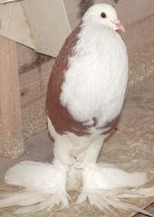 Ghent Pouter Pigeon