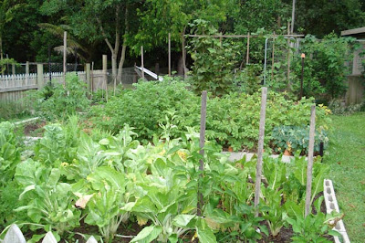Organic vegetables in the backyard