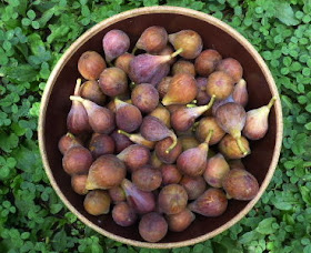 Figs are ripe early this year. 