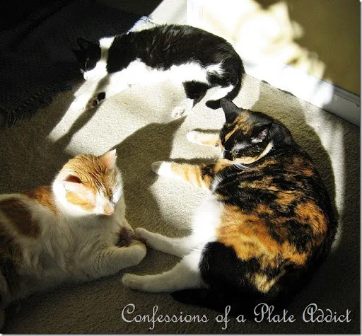 CONFESSIONS OF A PLATE ADDICT Staff Snoozing